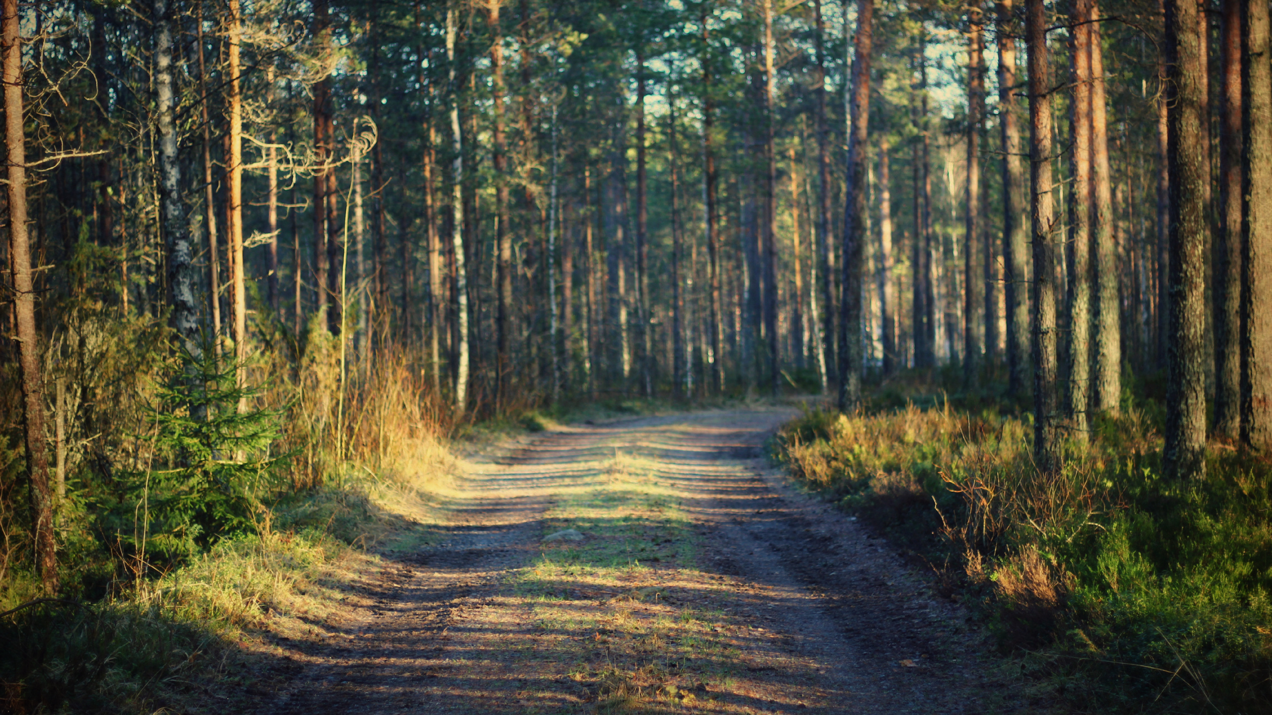 Green and Brown Trees During Daytime. Wallpaper in 2560x1440 Resolution