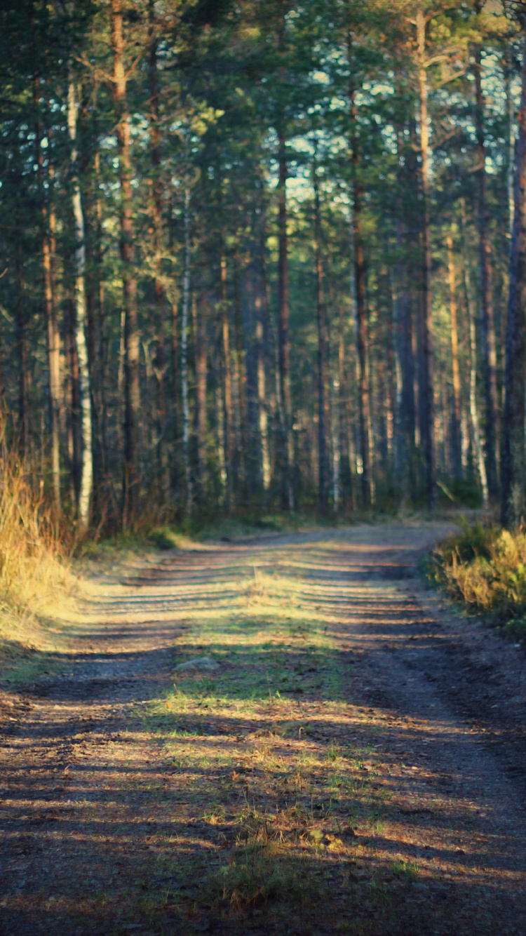 Green and Brown Trees During Daytime. Wallpaper in 750x1334 Resolution
