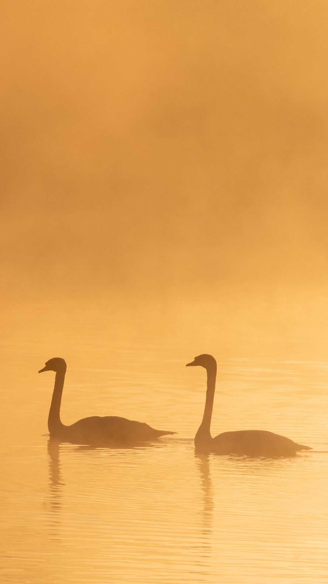 Cygne Sur L'eau Pendant la Journée. Wallpaper in 1080x1920 Resolution