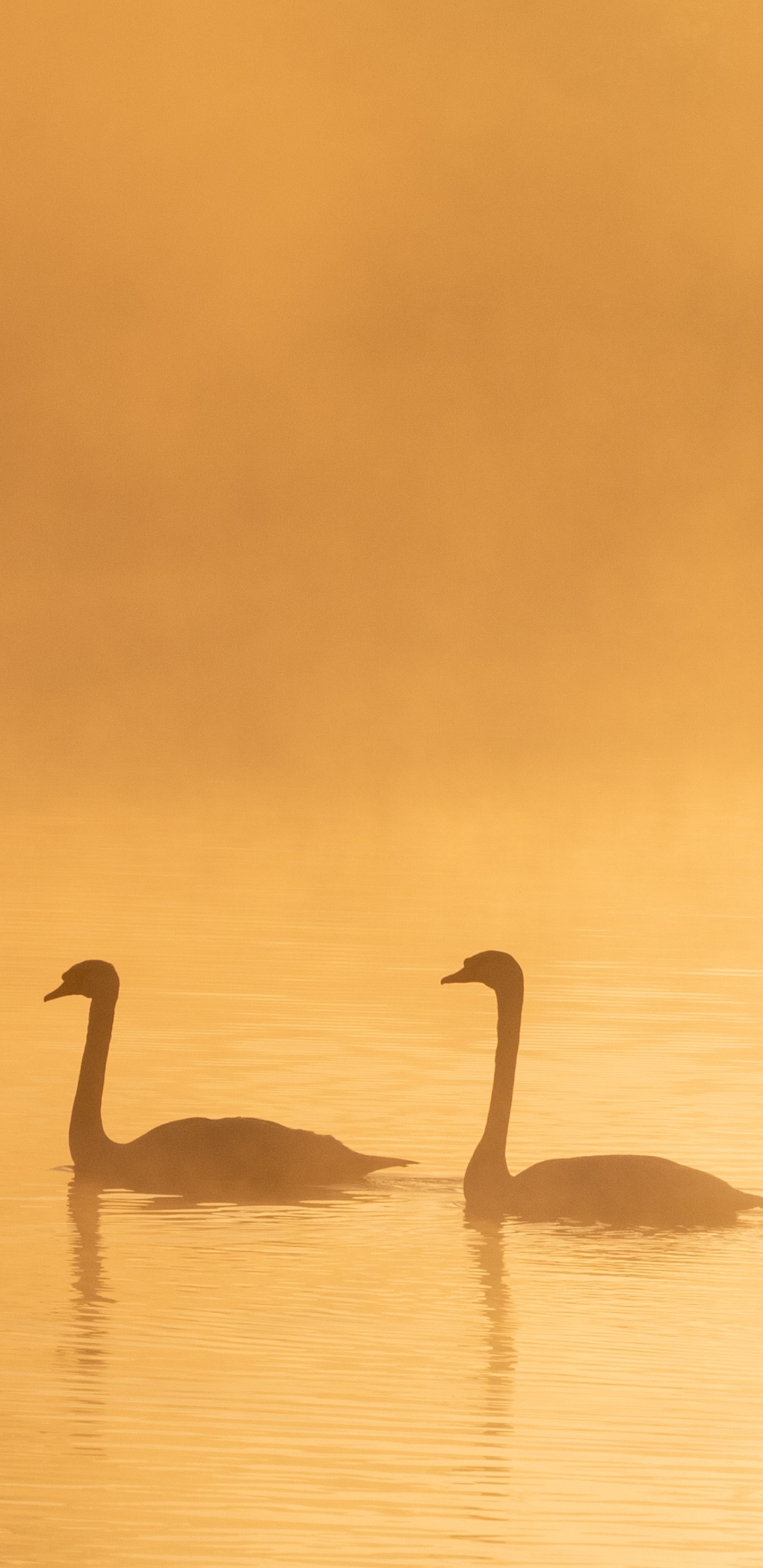 Cygne Sur L'eau Pendant la Journée. Wallpaper in 1440x2960 Resolution