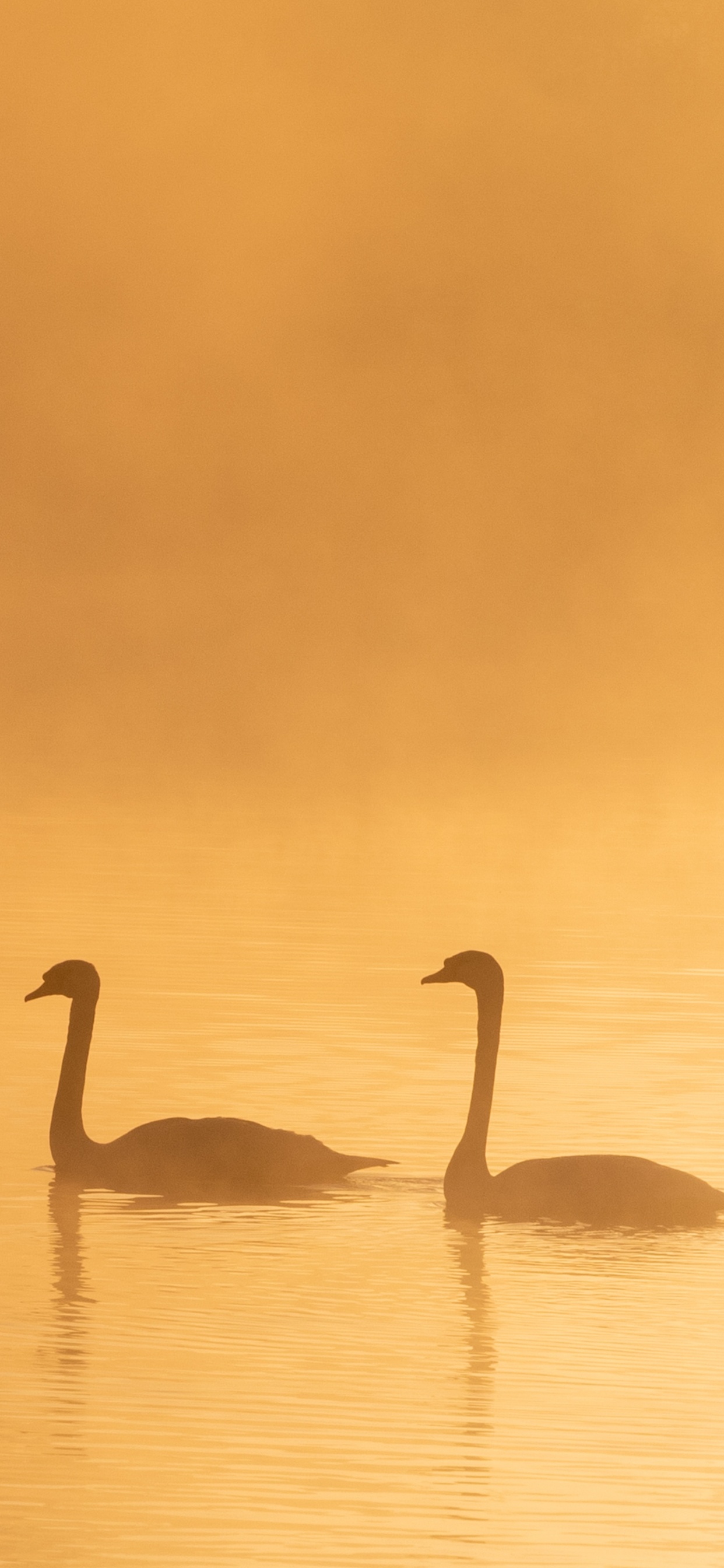 Swan on Water During Daytime. Wallpaper in 1242x2688 Resolution
