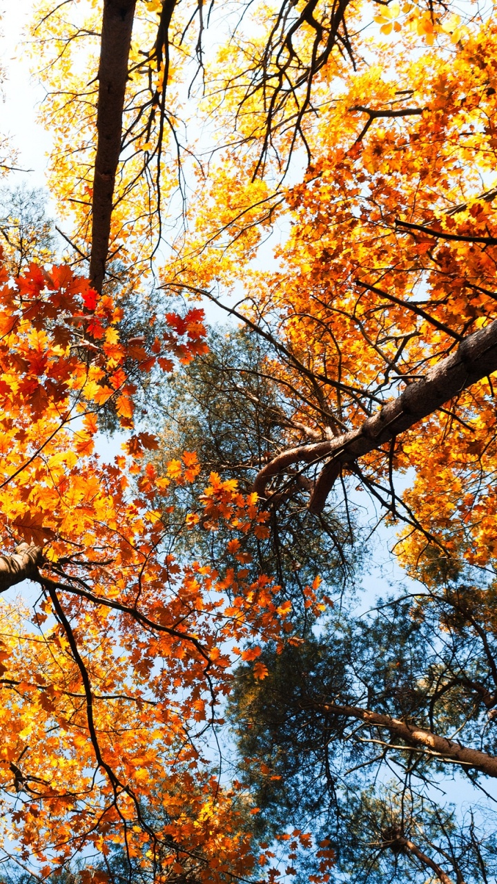 Brown and Yellow Maple Tree. Wallpaper in 720x1280 Resolution