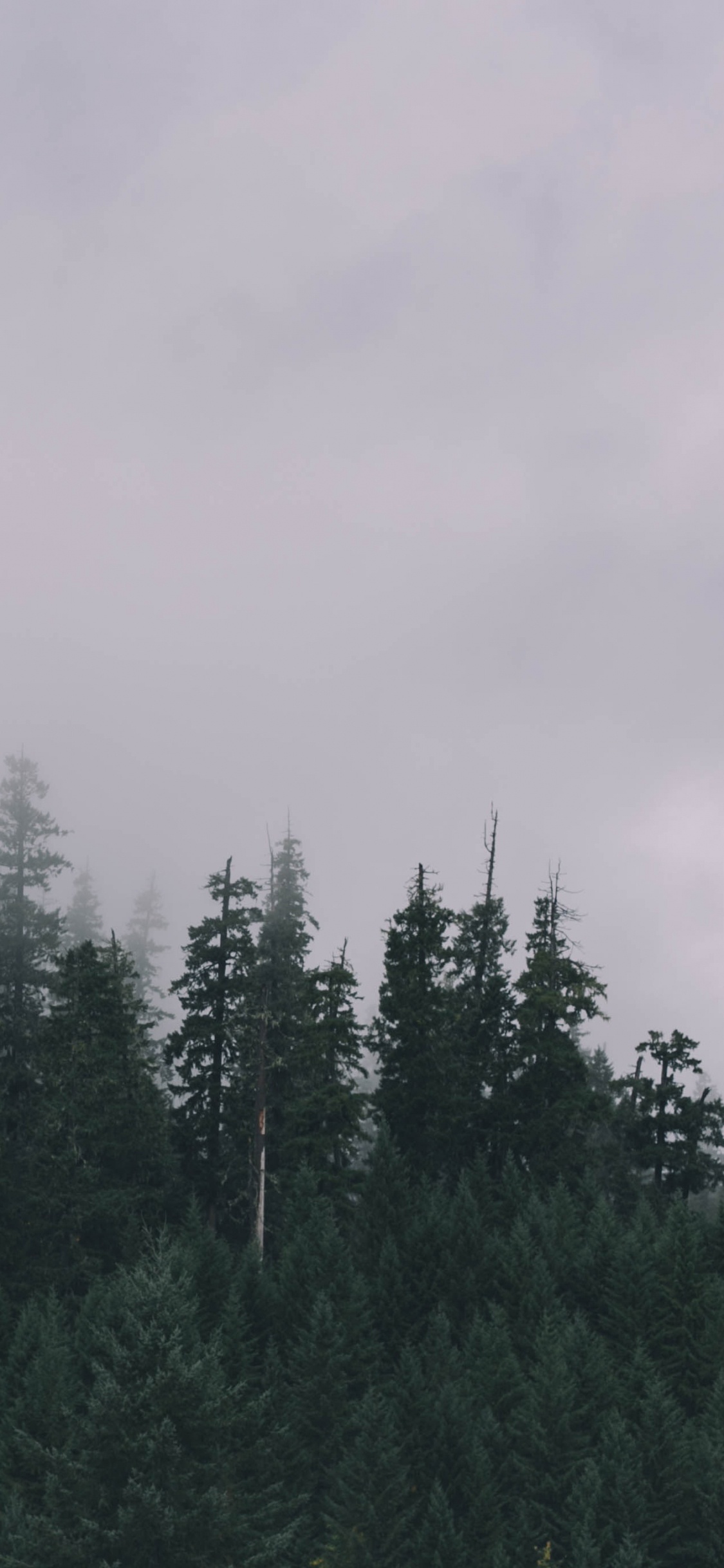 Pinos Verdes Bajo un Cielo Blanco Durante el Día. Wallpaper in 1125x2436 Resolution