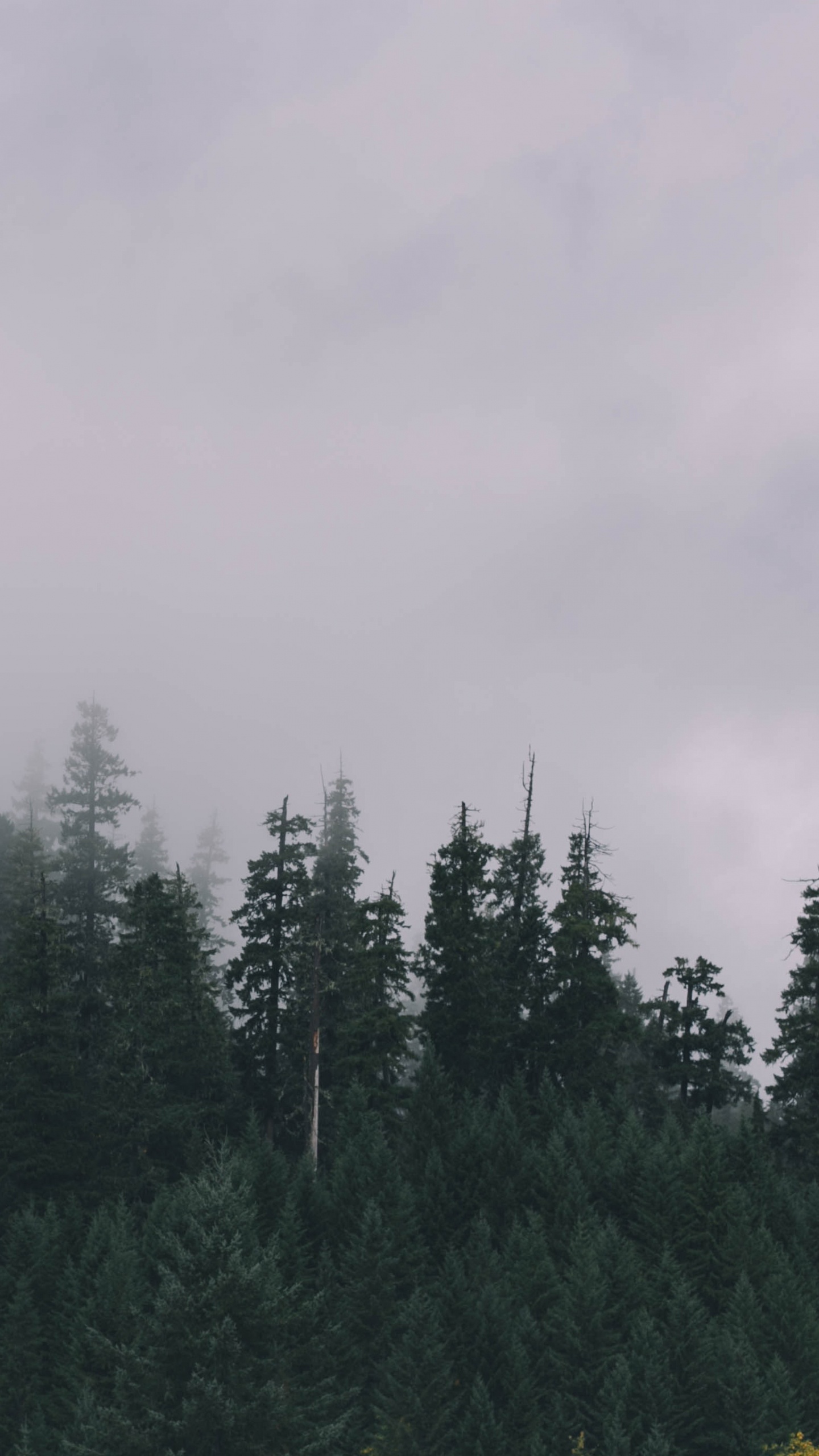 Green Pine Trees Under White Sky During Daytime. Wallpaper in 1440x2560 Resolution