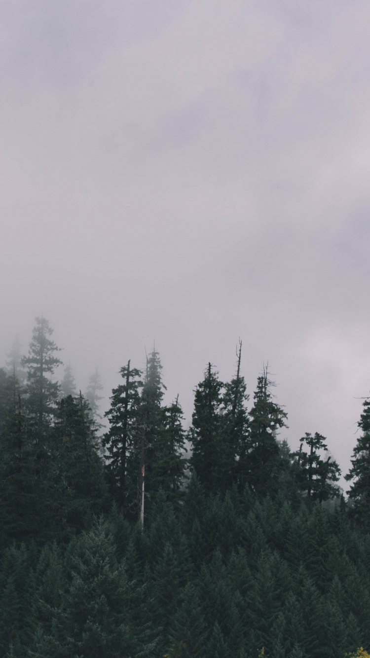 Green Pine Trees Under White Sky During Daytime. Wallpaper in 750x1334 Resolution