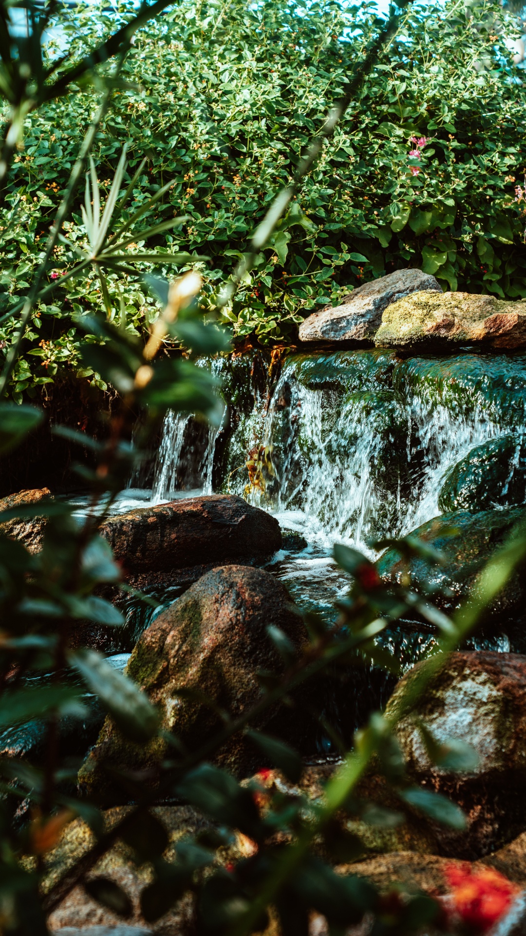 Rainforest, Watercourse, Pond, Vegetation, Natural Landscape. Wallpaper in 1080x1920 Resolution
