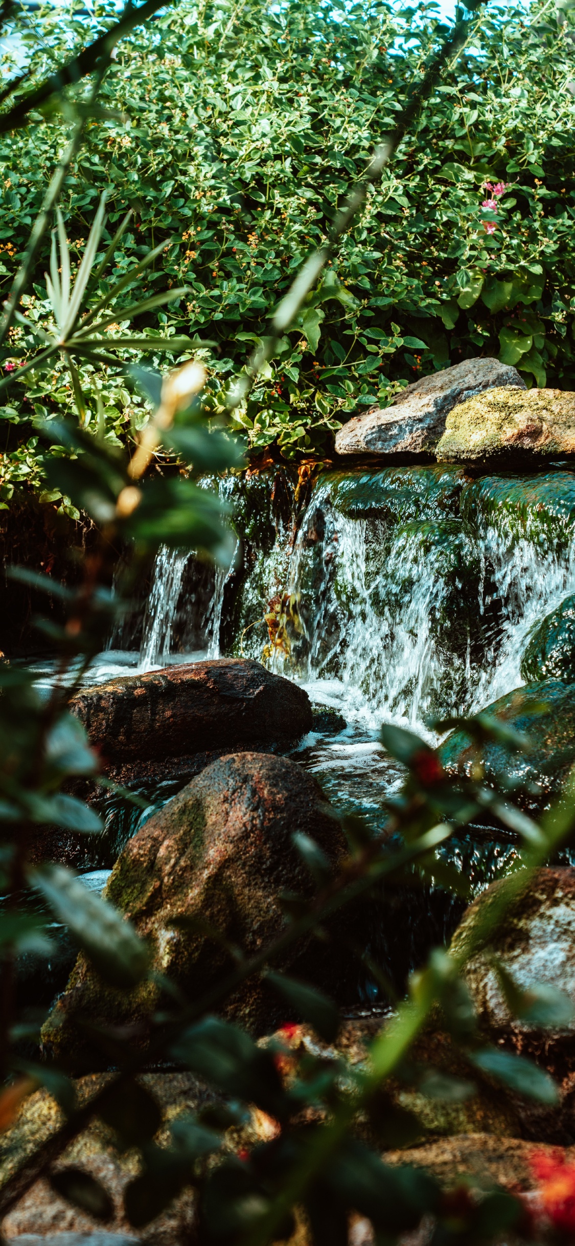 Rainforest, Watercourse, Pond, Vegetation, Natural Landscape. Wallpaper in 1125x2436 Resolution