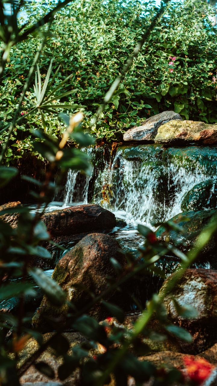 Rainforest, Watercourse, Pond, Vegetation, Natural Landscape. Wallpaper in 720x1280 Resolution