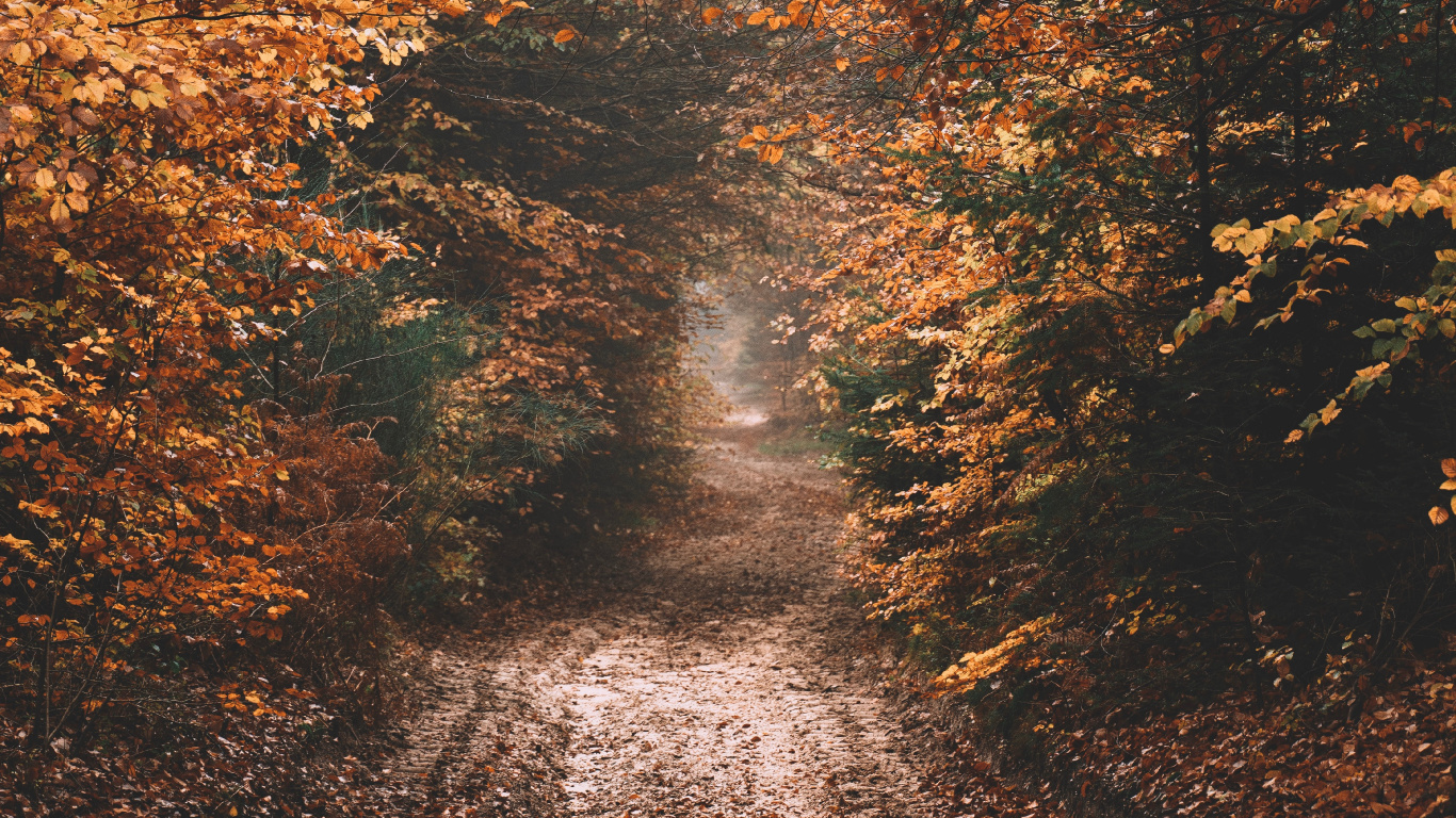 Himmel, Herbst, Sonnenlicht, Baum, Naturlandschaft. Wallpaper in 1366x768 Resolution
