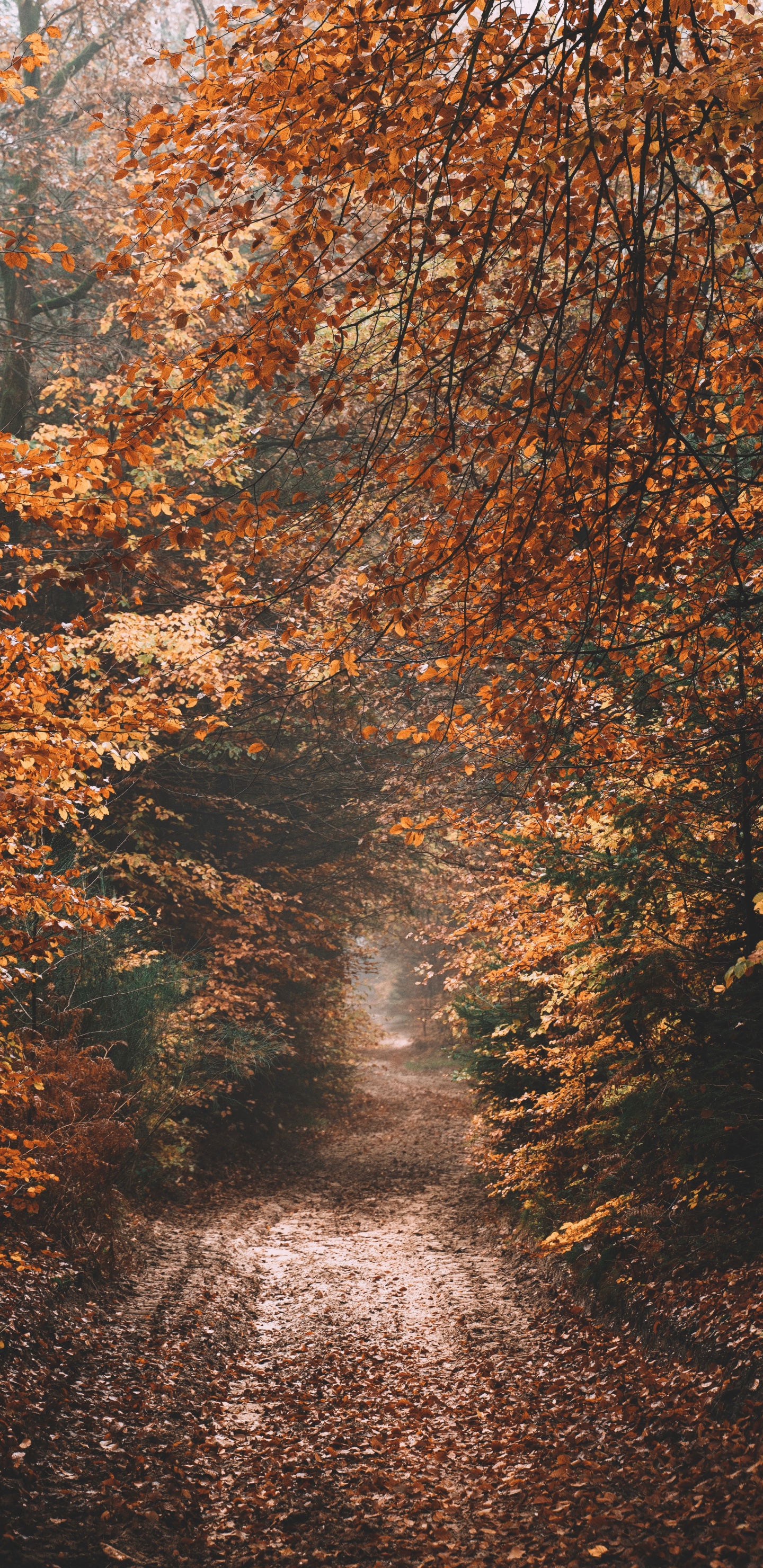 Himmel, Herbst, Sonnenlicht, Baum, Naturlandschaft. Wallpaper in 1440x2960 Resolution