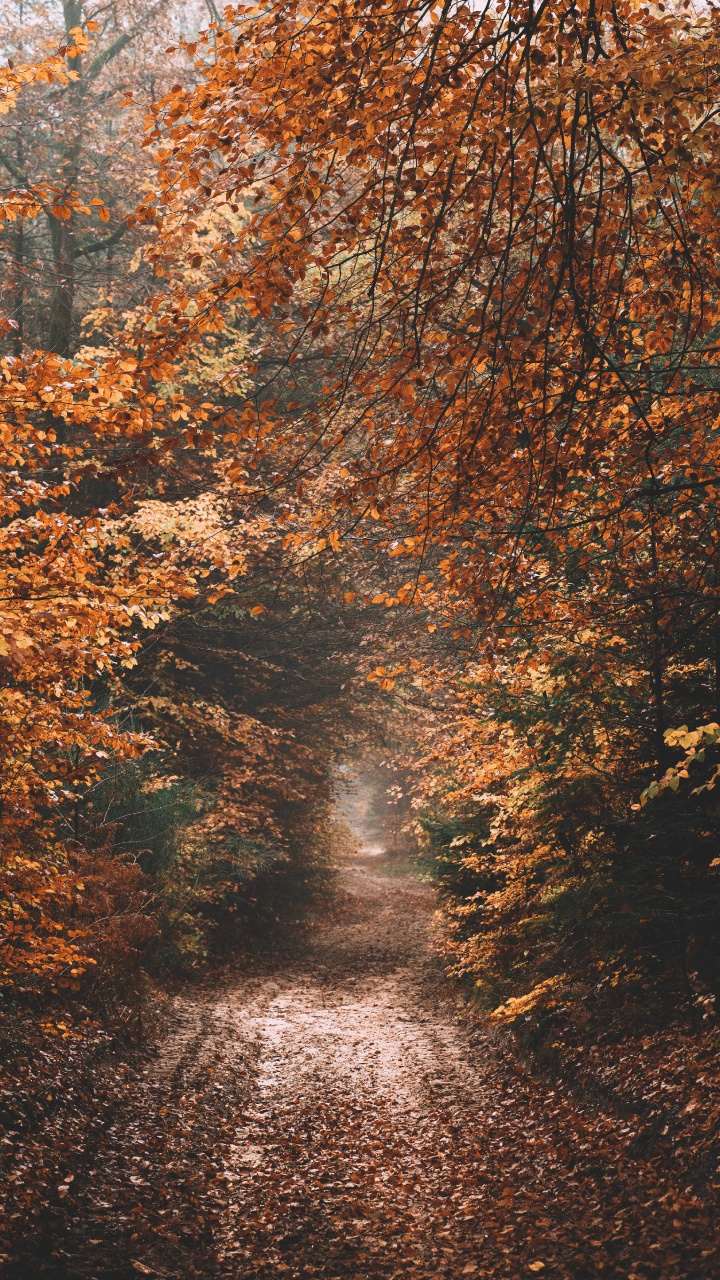 Himmel, Herbst, Sonnenlicht, Baum, Naturlandschaft. Wallpaper in 720x1280 Resolution
