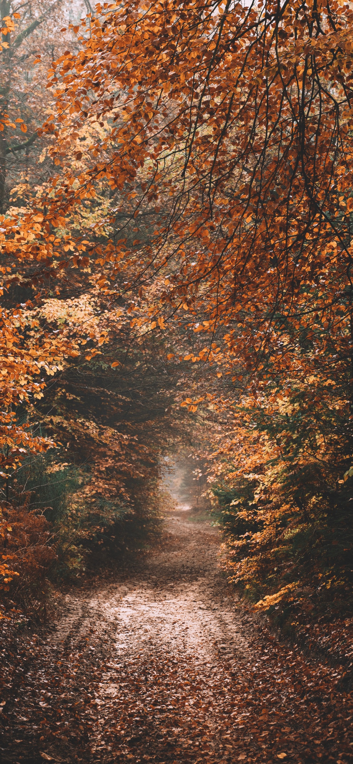 Sky, Autumn, Sunlight, Nature M, Tree. Wallpaper in 1125x2436 Resolution