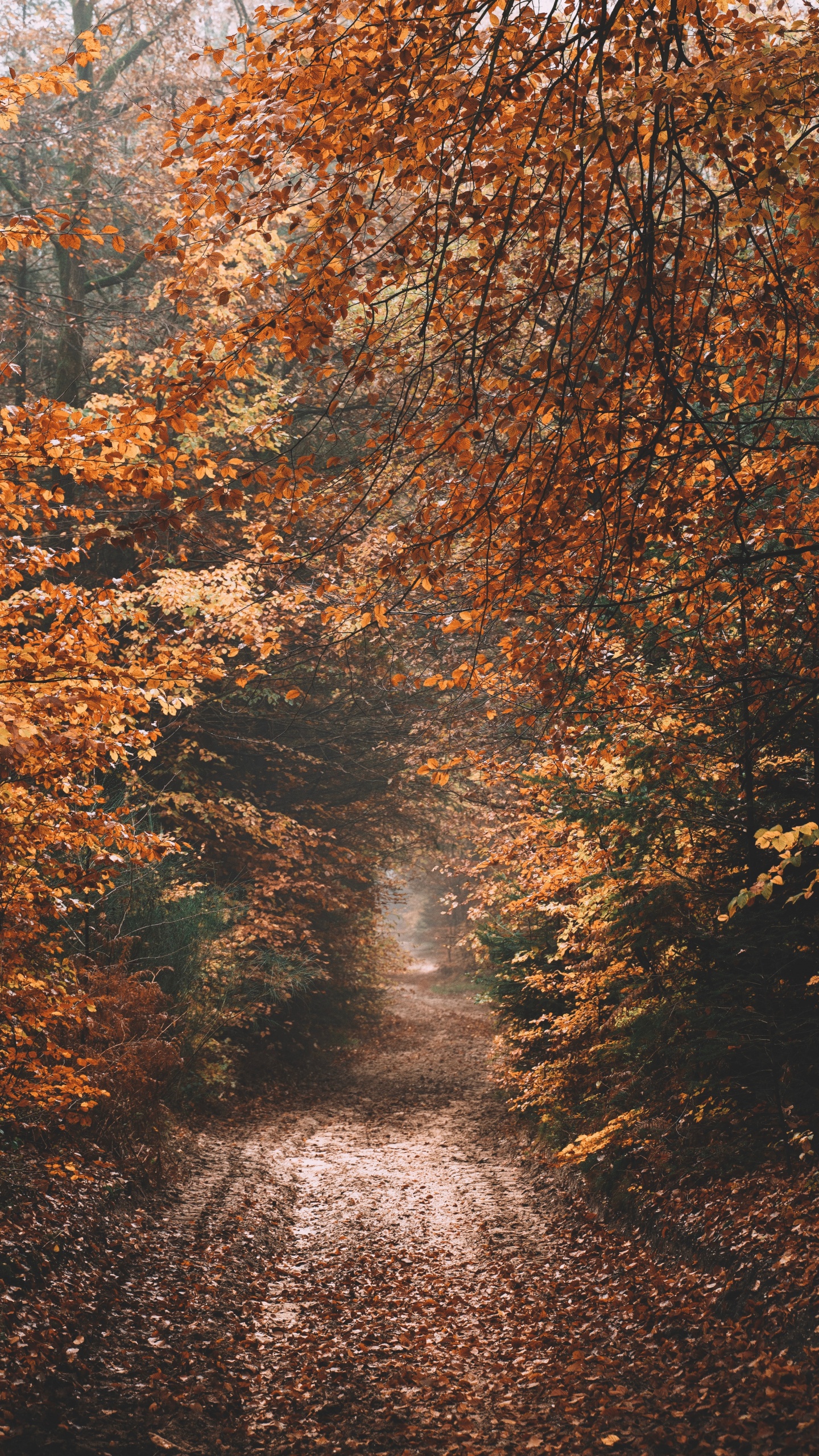Sky, Autumn, Sunlight, Nature M, Tree. Wallpaper in 1440x2560 Resolution