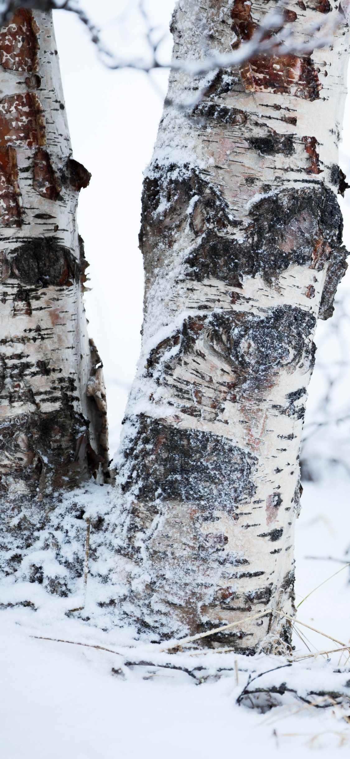 冬天, Birch, 冻结, 木本植物, 木 壁纸 1125x2436 允许