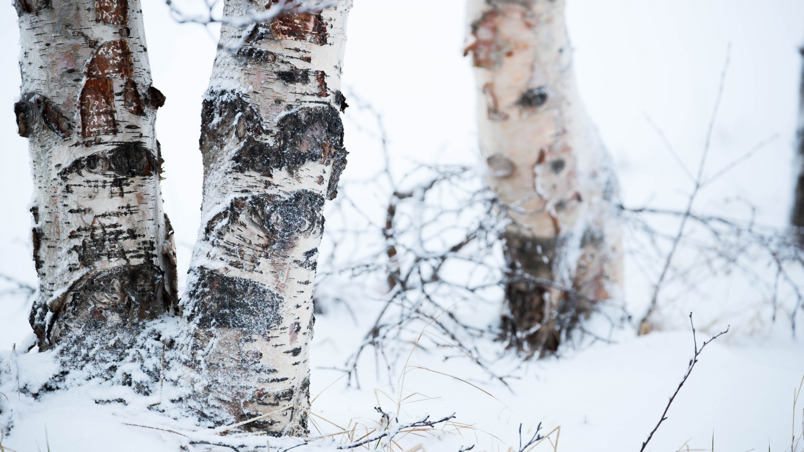 冬天, Birch, 冻结, 木本植物, 木 壁纸 2560x1440 允许