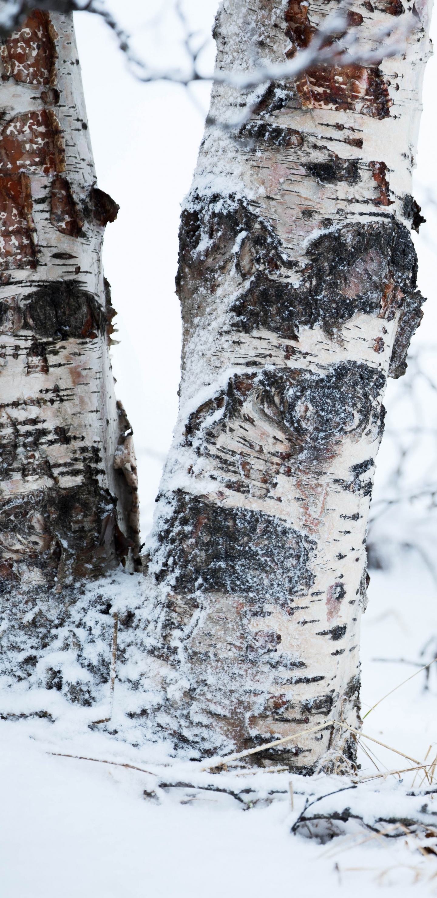 Brauner Baumstamm Mit Schnee Bedeckt. Wallpaper in 1440x2960 Resolution