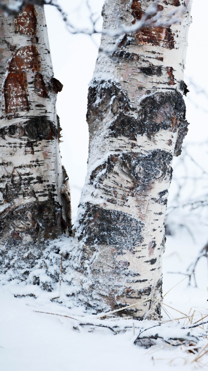 Brauner Baumstamm Mit Schnee Bedeckt. Wallpaper in 720x1280 Resolution