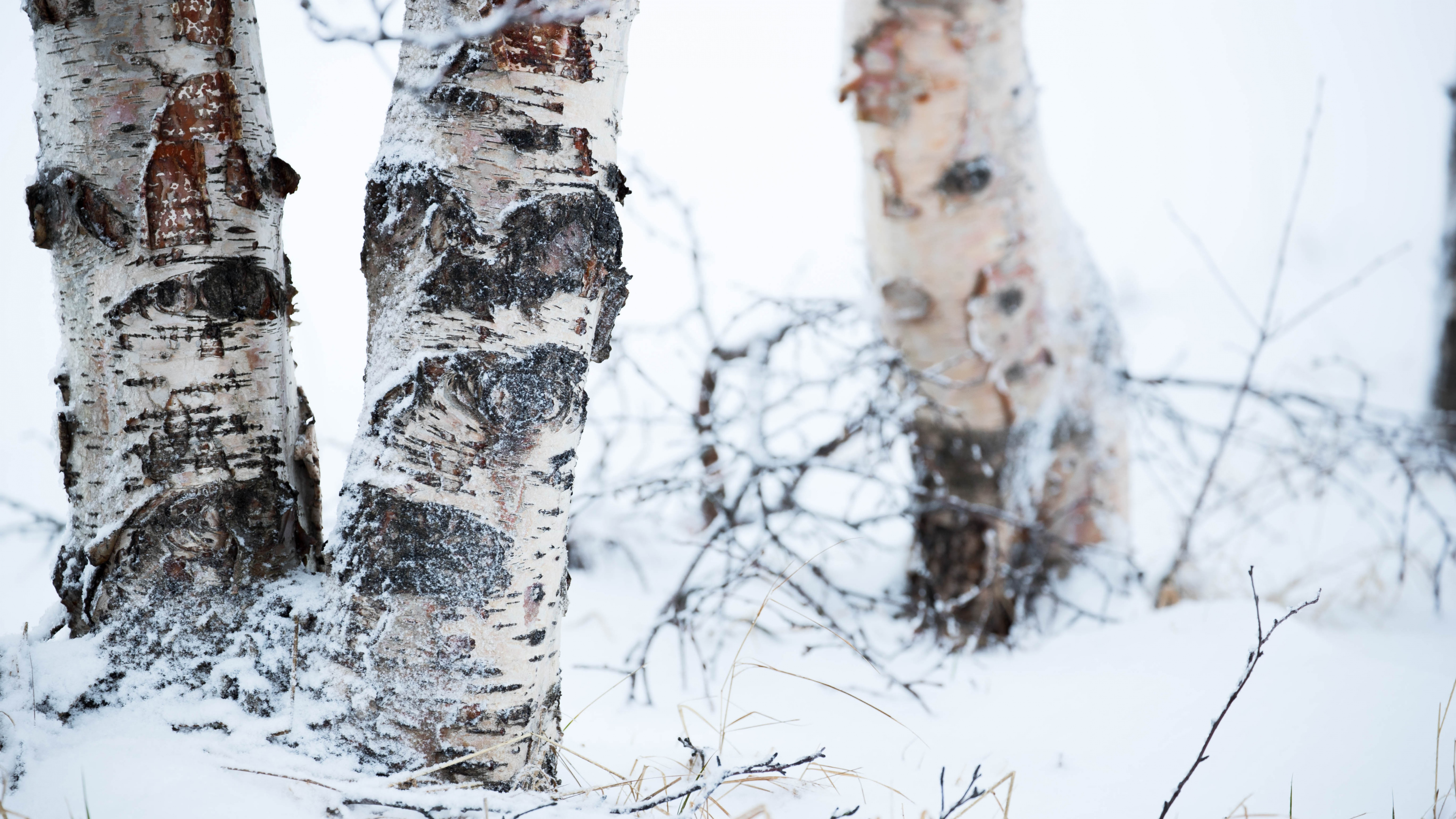 Brown Tree Trunk Covered With Snow. Wallpaper in 3840x2160 Resolution