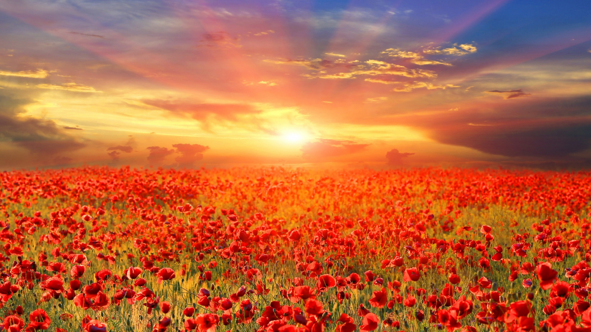 Campo de Flores Rojas Durante la Puesta de Sol. Wallpaper in 1920x1080 Resolution