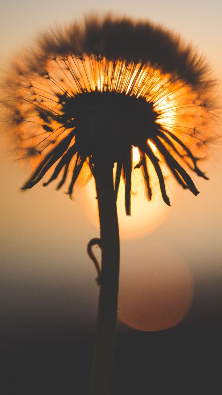 Karbonn, Karbonn K9 Kavach, Karbonn k9 Smart Eco, Smartphone, Karbonn A40 Indian. Wallpaper in 720x1280 Resolution