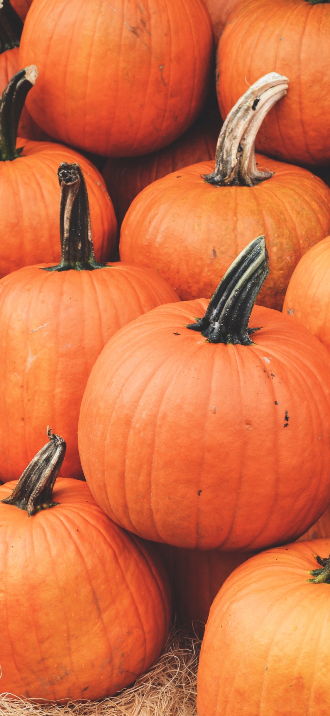Orange Pumpkins on Brown Dried Leaves. Wallpaper in 1125x2436 Resolution
