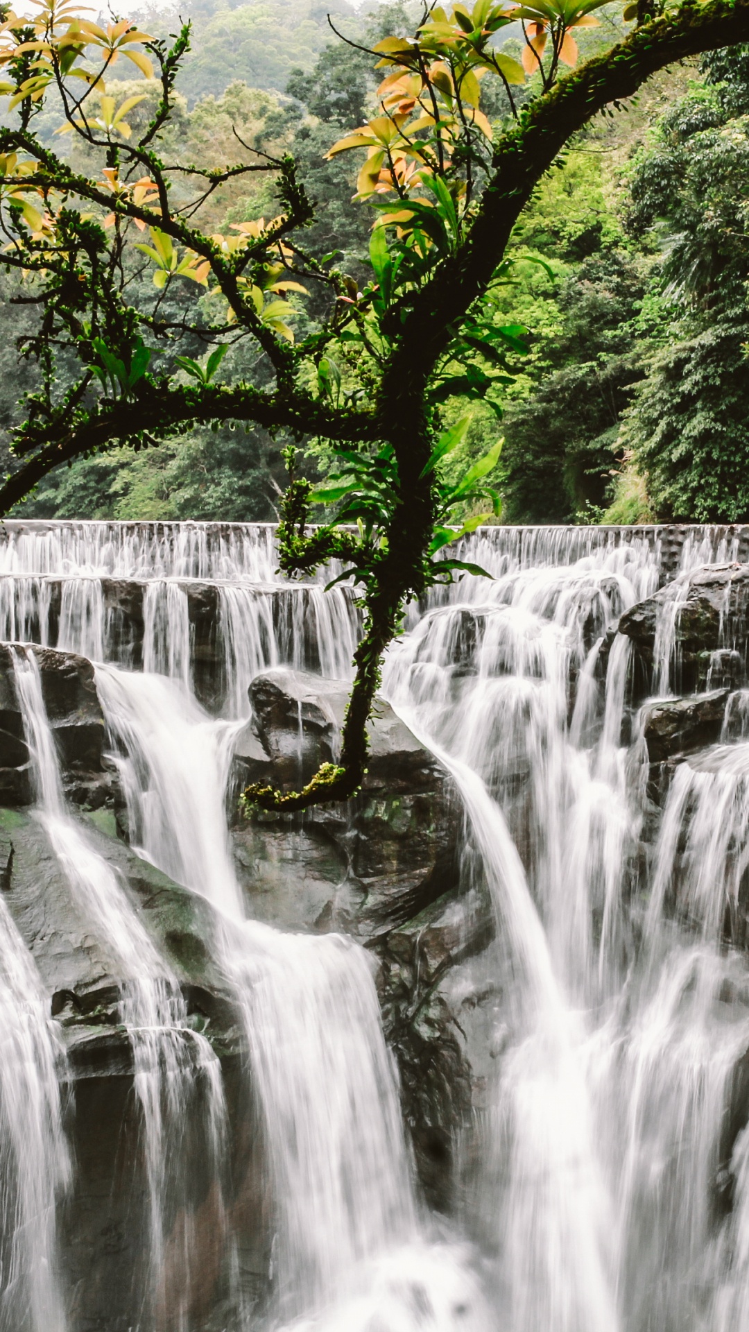 Water Falls in The Forest. Wallpaper in 1080x1920 Resolution