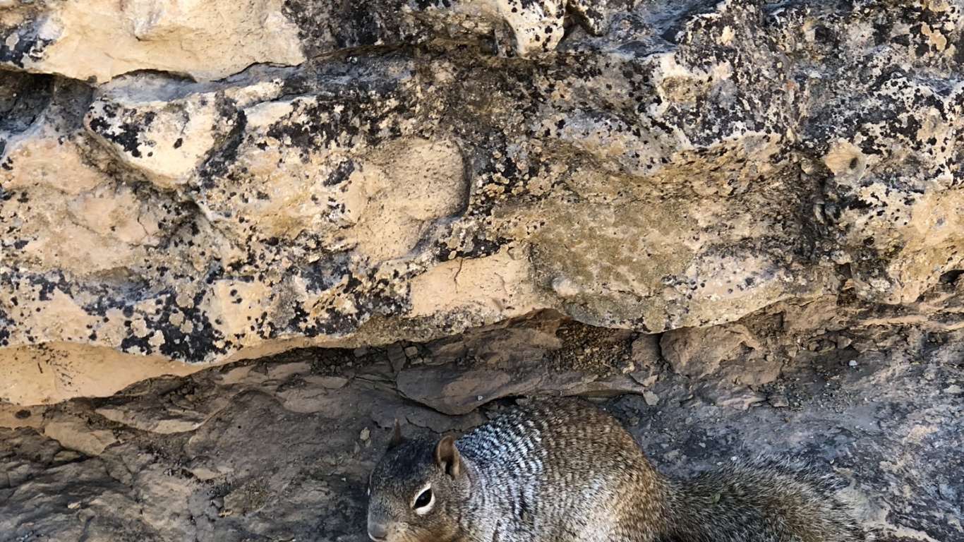 Rodent, Squirrels, Squirrel, Adaptation, Terrestrial Animal. Wallpaper in 1366x768 Resolution