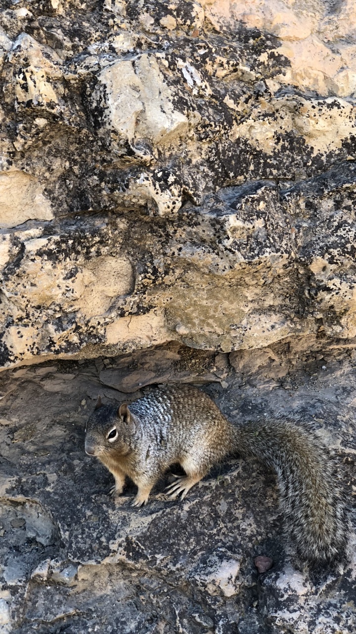 Rodent, Squirrels, Squirrel, Adaptation, Terrestrial Animal. Wallpaper in 720x1280 Resolution