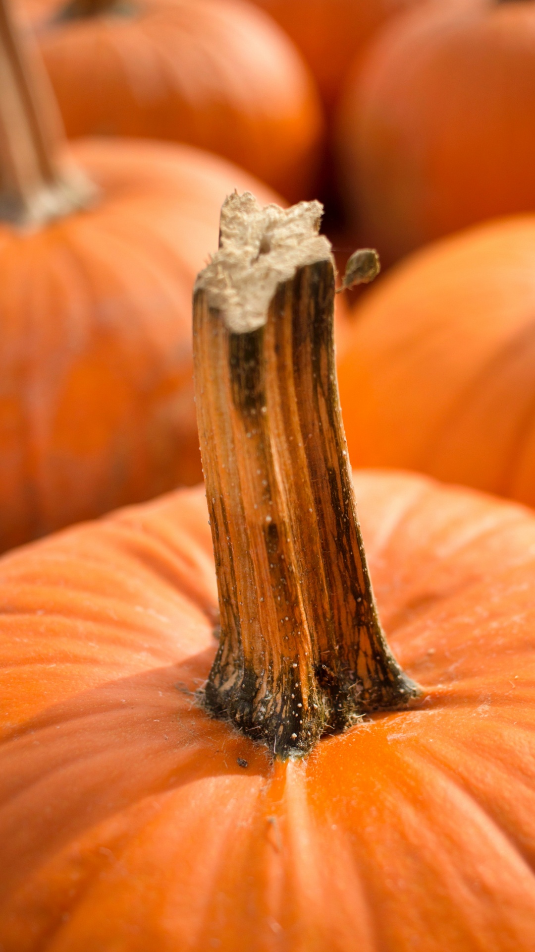 Citrouille, Jack o Lantern, Graine de Citrouille, Aliment, Lumière. Wallpaper in 1080x1920 Resolution