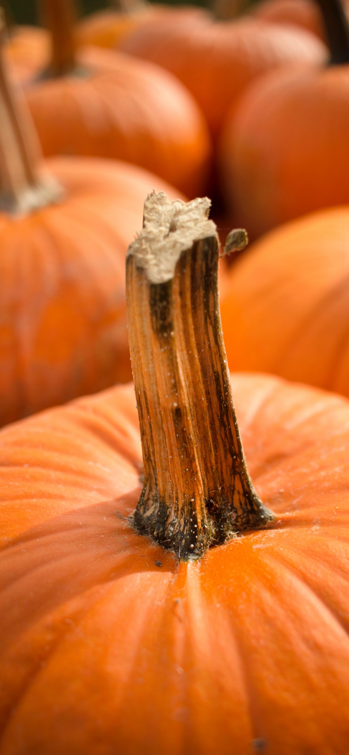 Pumpkin, Jack o Lantern, Pumpkin Seed, Food, Light. Wallpaper in 1125x2436 Resolution