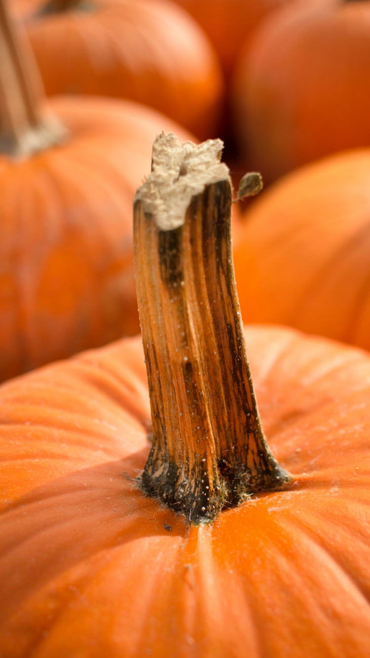 Pumpkin, Jack o Lantern, Pumpkin Seed, Food, Light. Wallpaper in 750x1334 Resolution