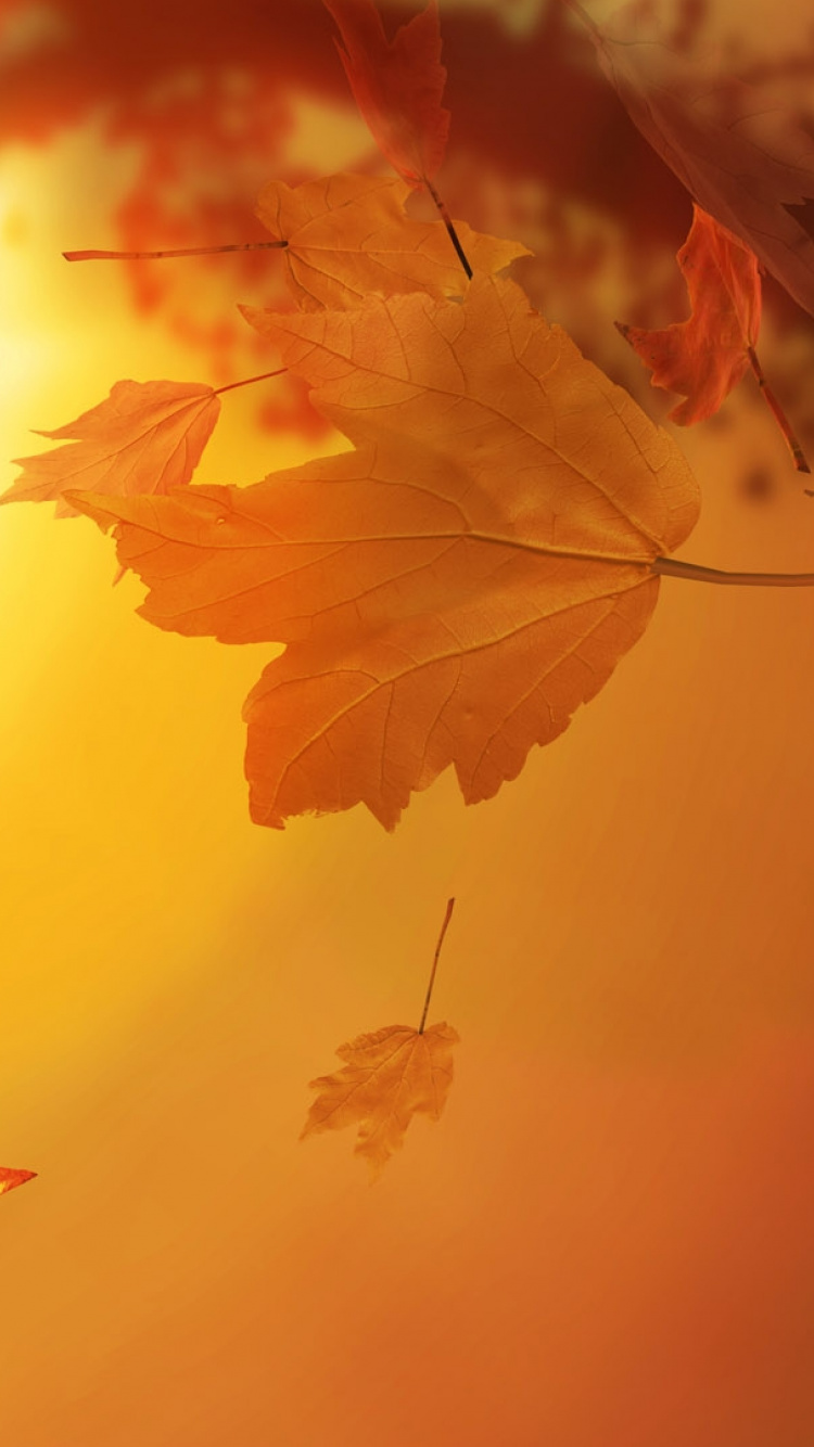 Brown Maple Leaf in Close up Photography. Wallpaper in 750x1334 Resolution