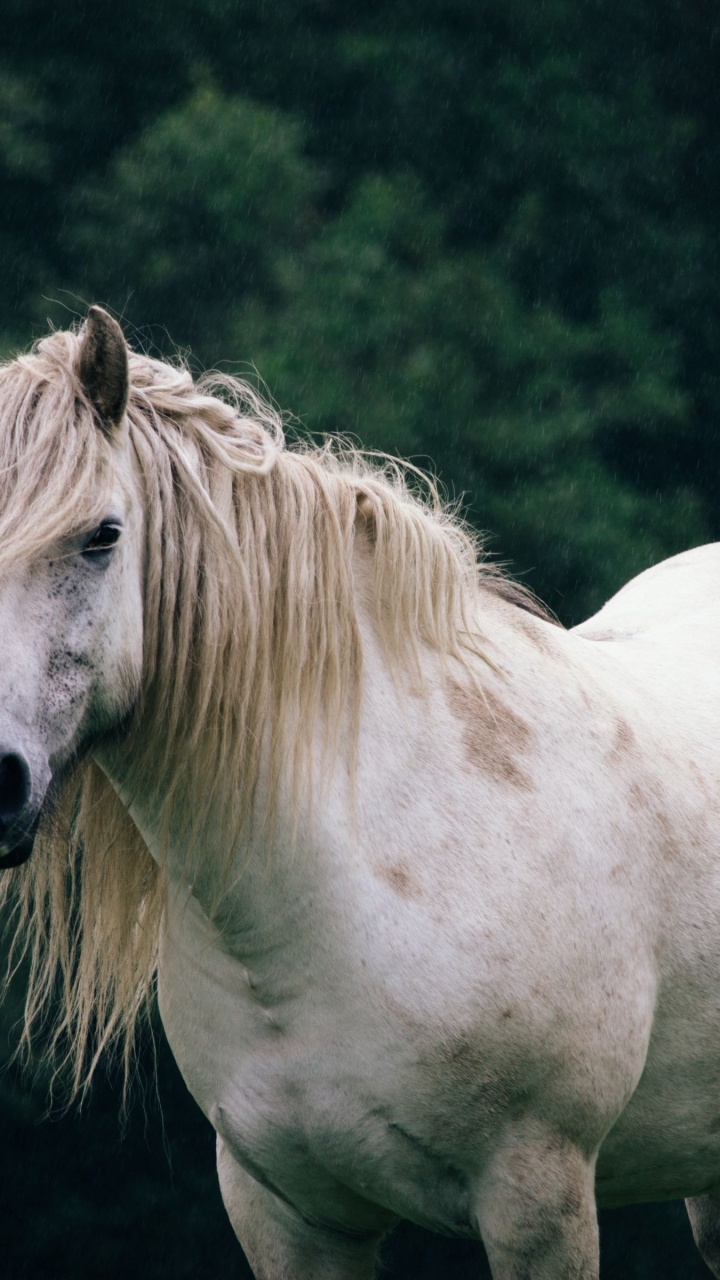 Horse, White, Liver, Terrestrial Animal, Natural Landscape. Wallpaper in 720x1280 Resolution