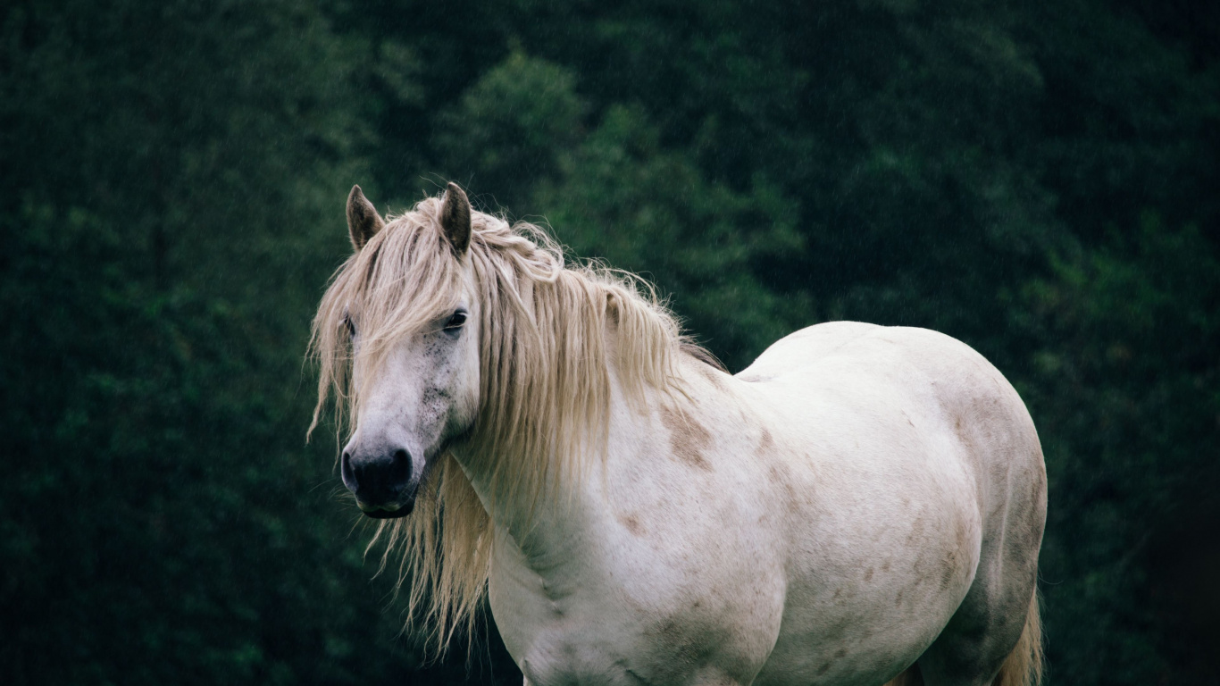 White, Foie, Pour Les Animaux Terrestres, Paysage Naturel, Pack Animal. Wallpaper in 1366x768 Resolution