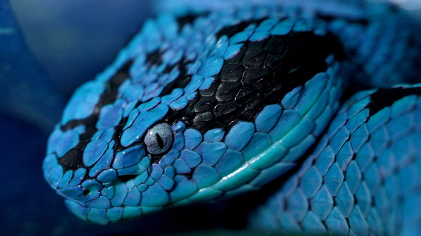 Serpent Bleu et Blanc Sur Une Branche D'arbre. Wallpaper in 1366x768 Resolution