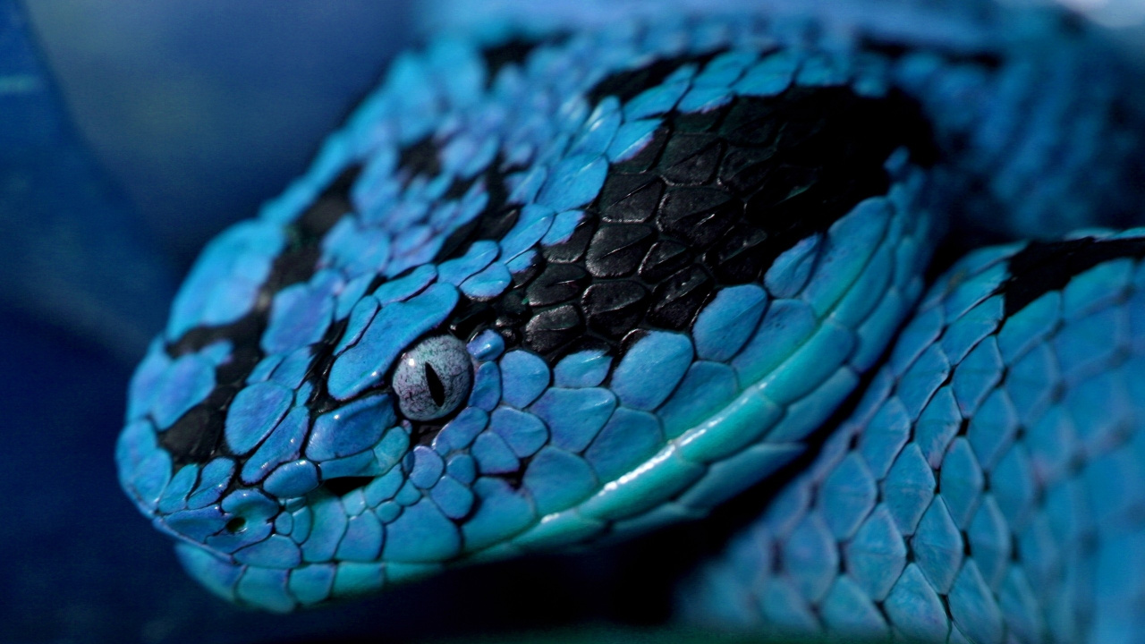 Blue and White Snake on Tree Branch. Wallpaper in 1280x720 Resolution