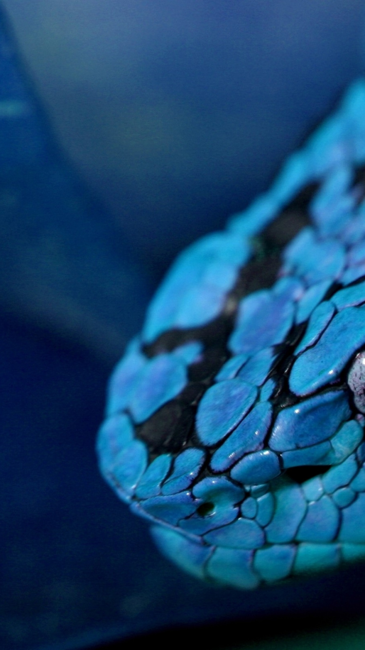 Blue and White Snake on Tree Branch. Wallpaper in 750x1334 Resolution