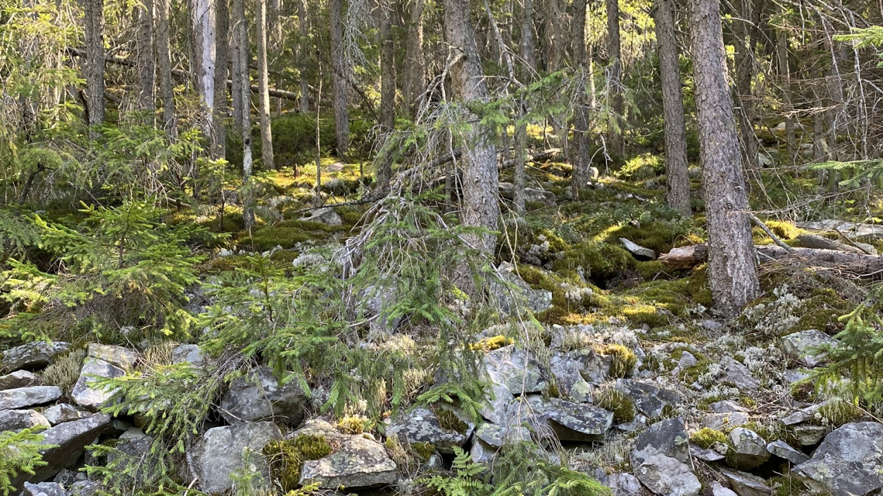 Wasser, Uferzone, Vegetation, Natur, Natürlichen Umgebung. Wallpaper in 1280x720 Resolution