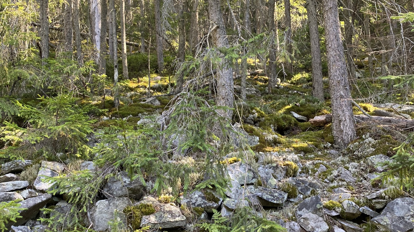 Water, Riparian Zone, Vegetation, Nature, Natural Environment. Wallpaper in 1366x768 Resolution