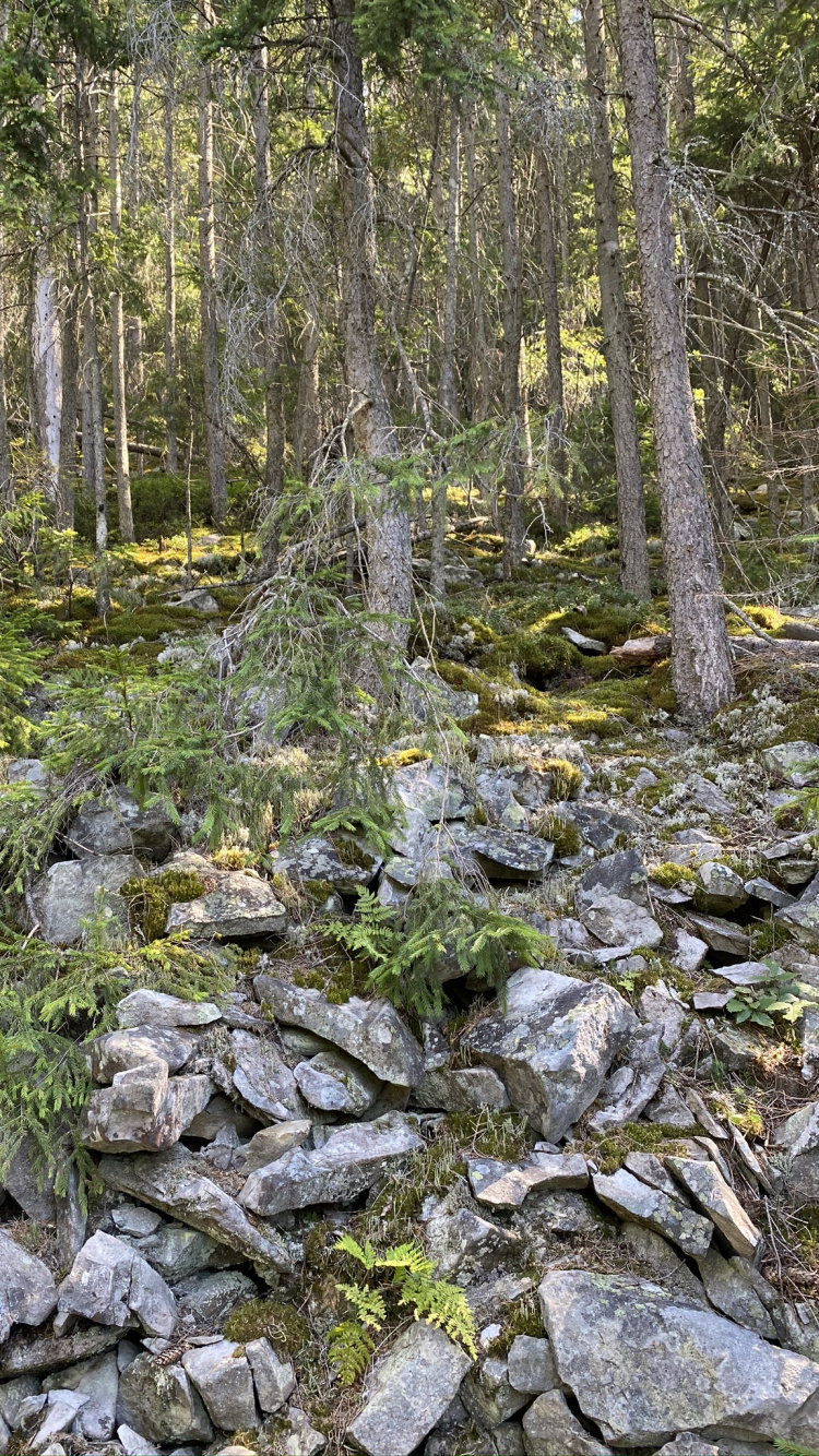 Water, Riparian Zone, Vegetation, Nature, Natural Environment. Wallpaper in 750x1334 Resolution