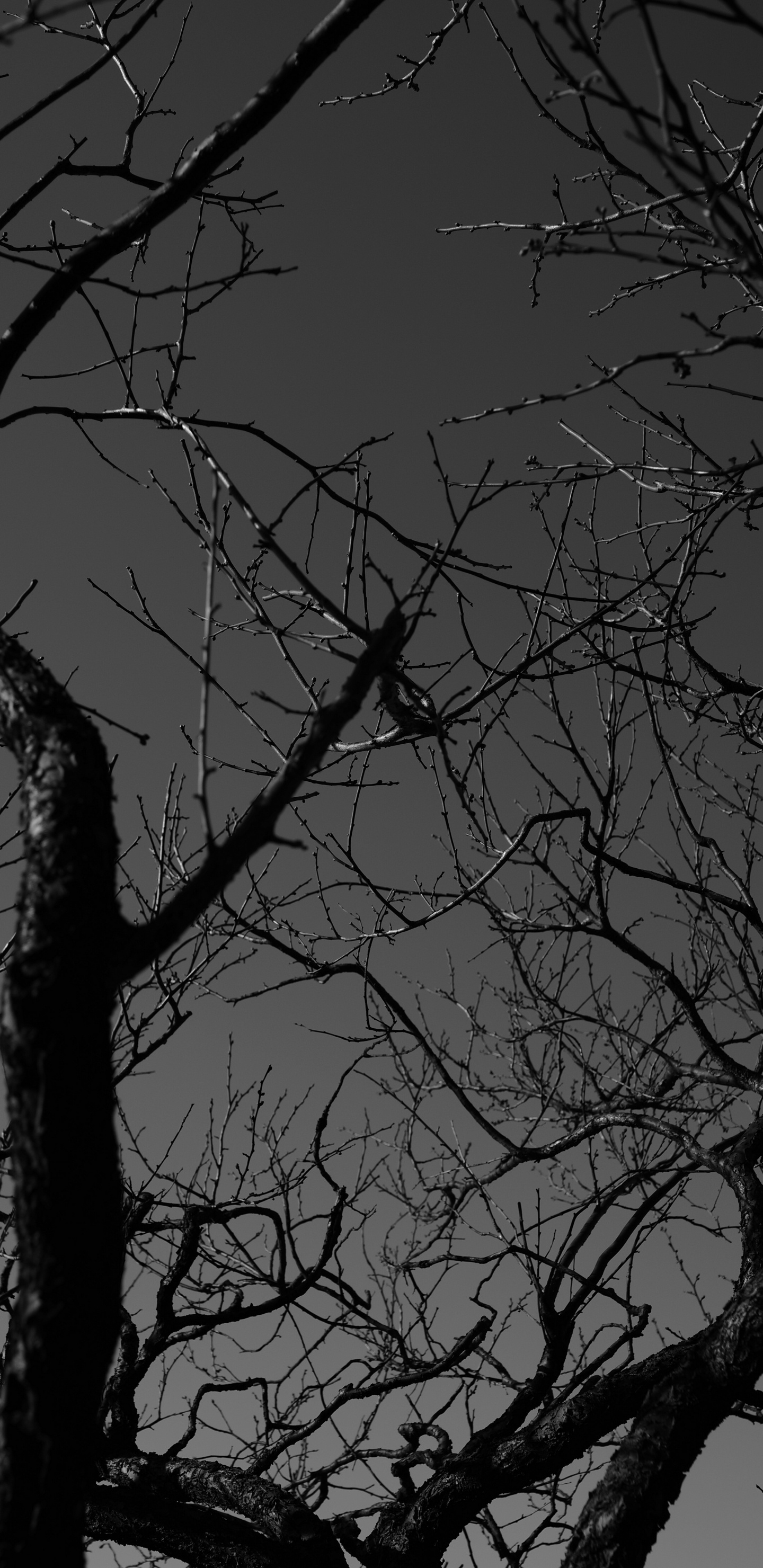 Árbol Sin Hojas Bajo el Cielo Gris. Wallpaper in 1440x2960 Resolution