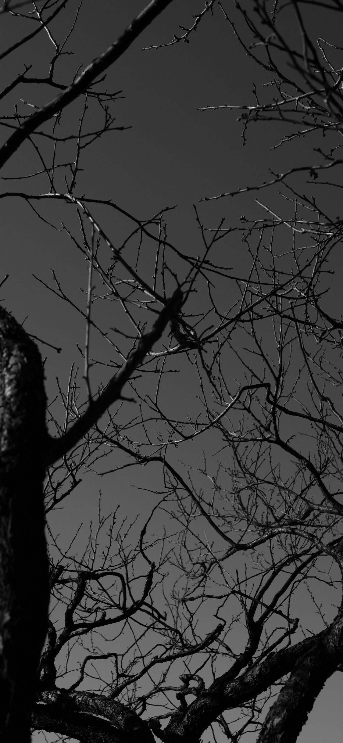 Kahler Baum Unter Grauem Himmel. Wallpaper in 1125x2436 Resolution