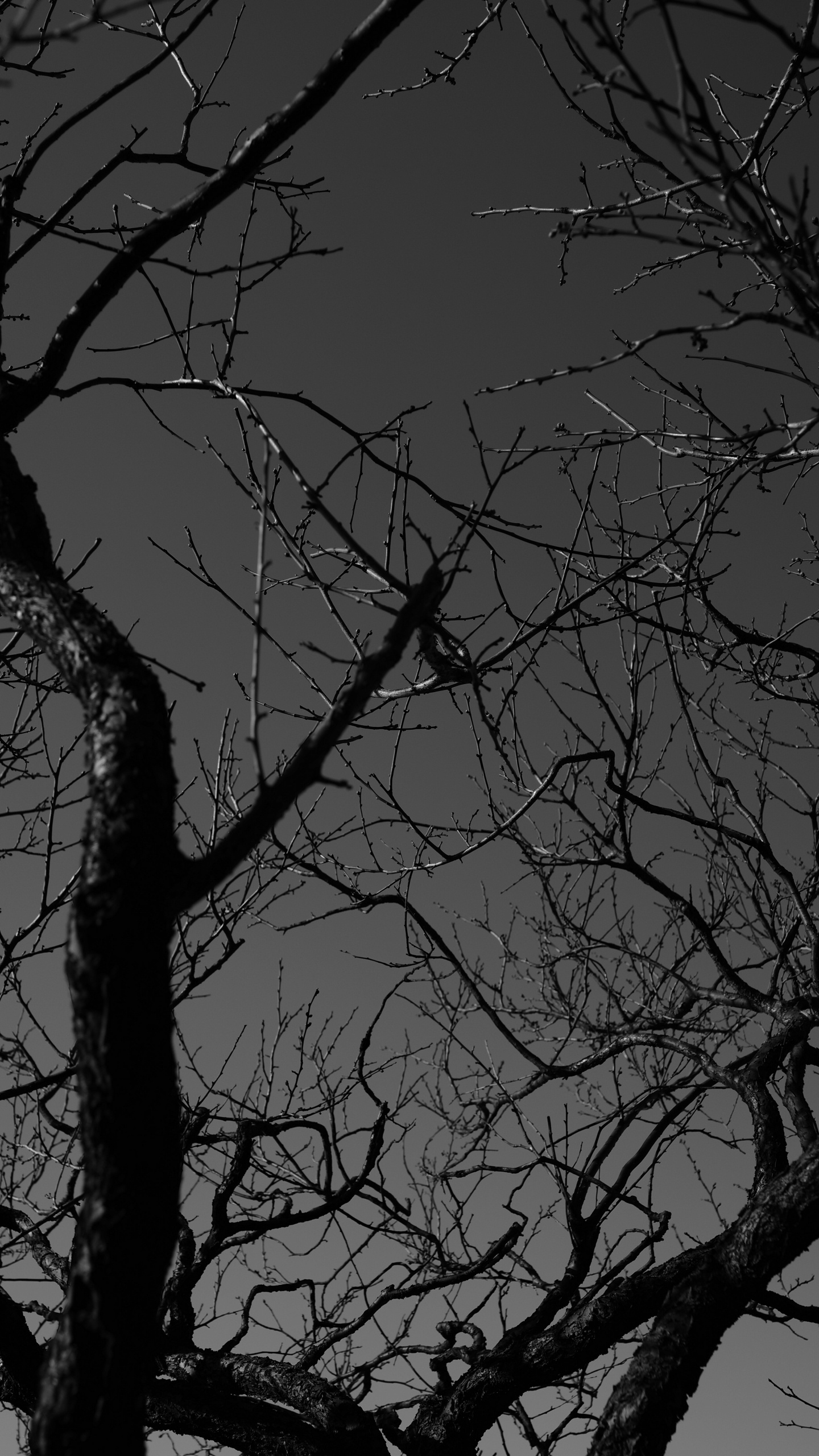 Kahler Baum Unter Grauem Himmel. Wallpaper in 1440x2560 Resolution