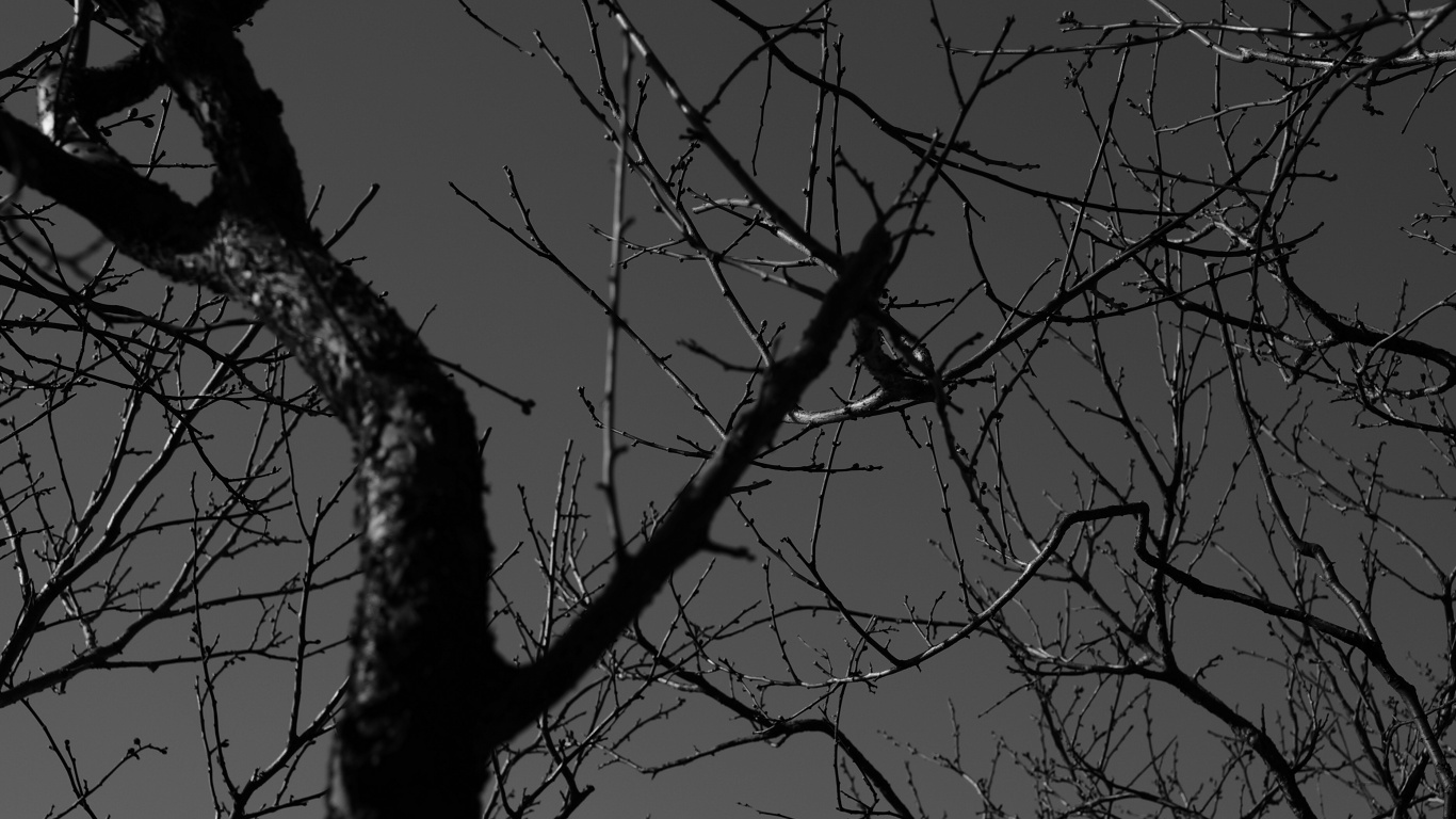 Leafless Tree Under Gray Sky. Wallpaper in 1366x768 Resolution