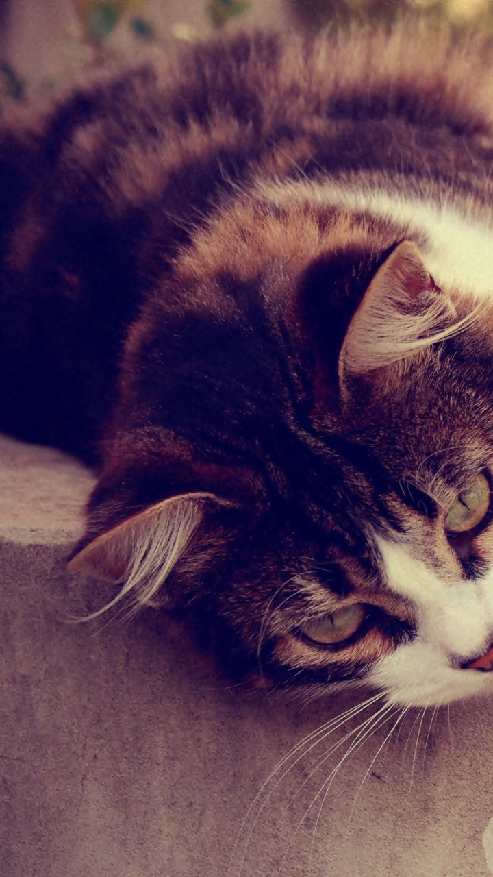 Chat Noir et Blanc Allongé Sur un Sol en Béton Marron. Wallpaper in 720x1280 Resolution