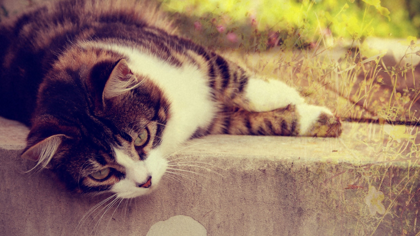 Gato Blanco y Negro Acostado Sobre un Piso de Concreto Marrón. Wallpaper in 1366x768 Resolution