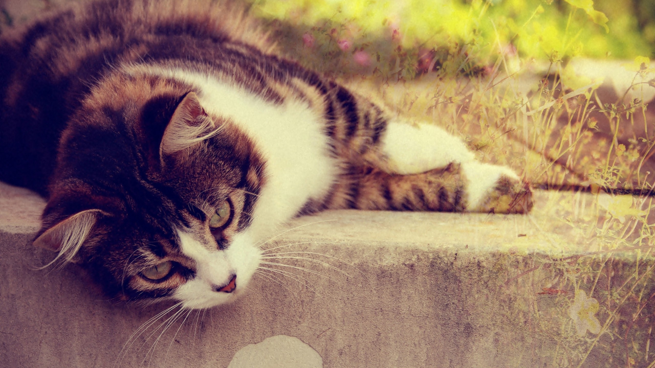 Black and White Cat Lying on Brown Concrete Floor. Wallpaper in 1280x720 Resolution