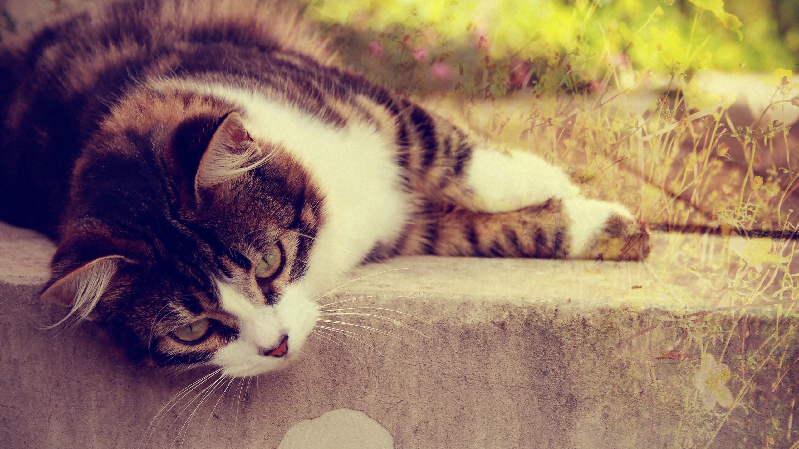 Black and White Cat Lying on Brown Concrete Floor. Wallpaper in 2560x1440 Resolution