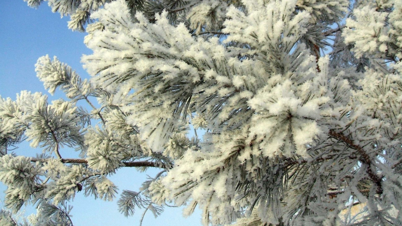 Árbol Cubierto de Nieve Blanca Bajo un Cielo Azul Durante el Día. Wallpaper in 1280x720 Resolution
