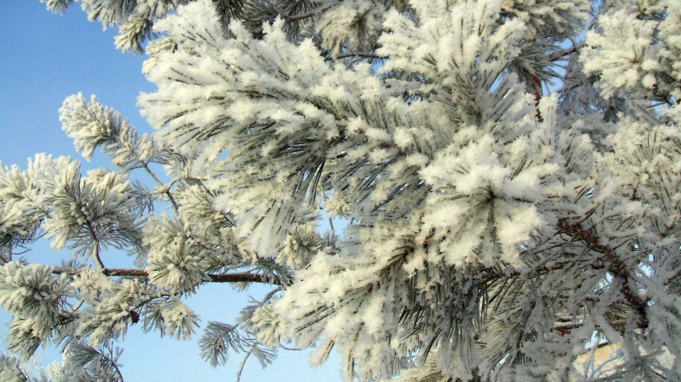 Árbol Cubierto de Nieve Blanca Bajo un Cielo Azul Durante el Día. Wallpaper in 1366x768 Resolution